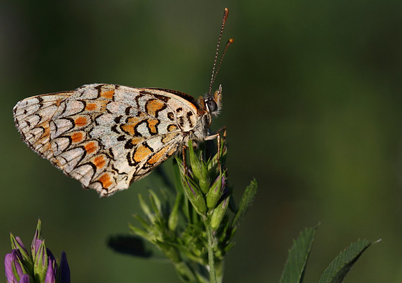 Knapweed Fritillary