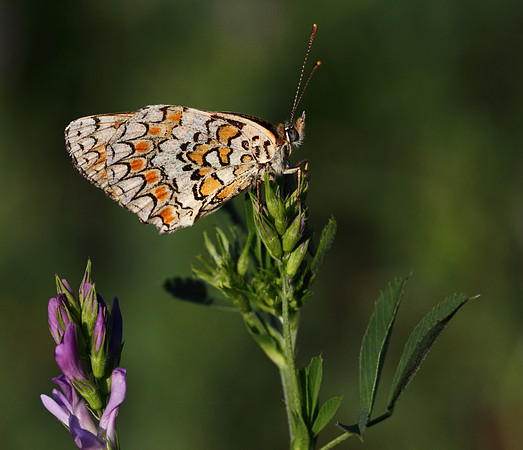 Knapweed Fritillary