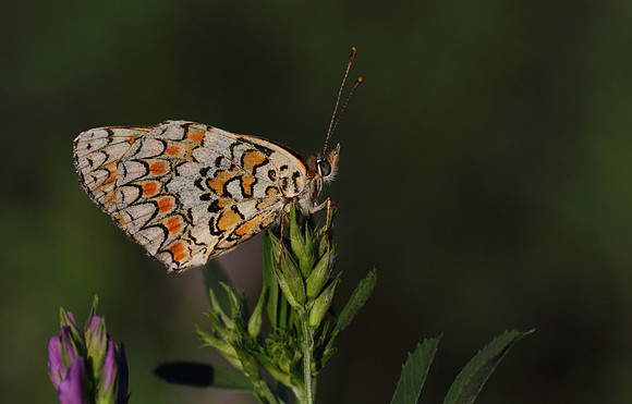 Knapweed Fritillary