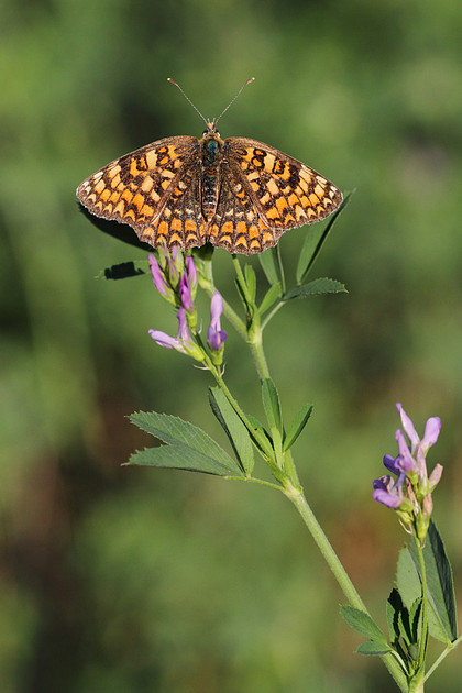 Knapweed Fritillary