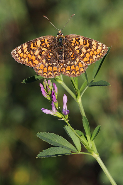 Knapweed Fritillary