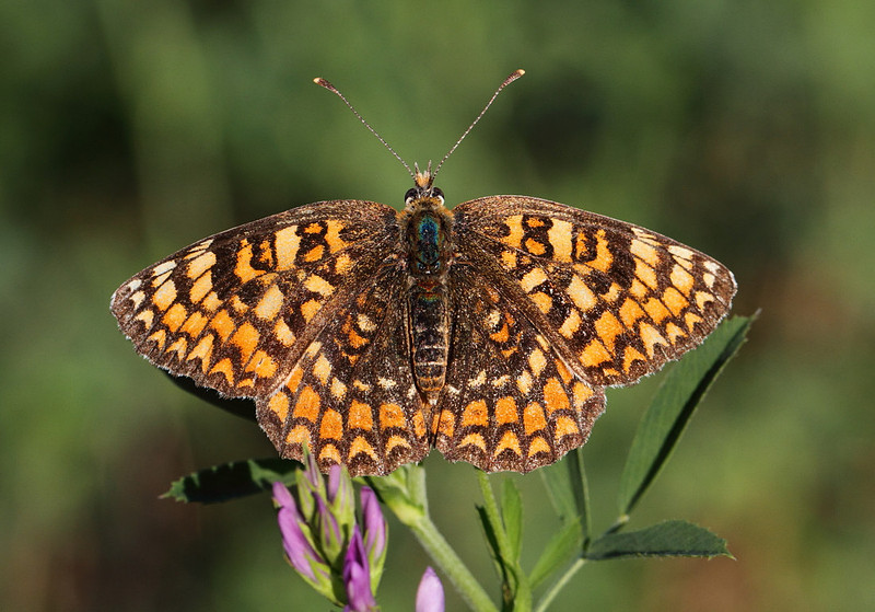 Knapweed Fritillary
