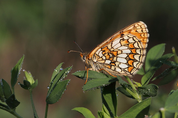 Knapweed Fritillary