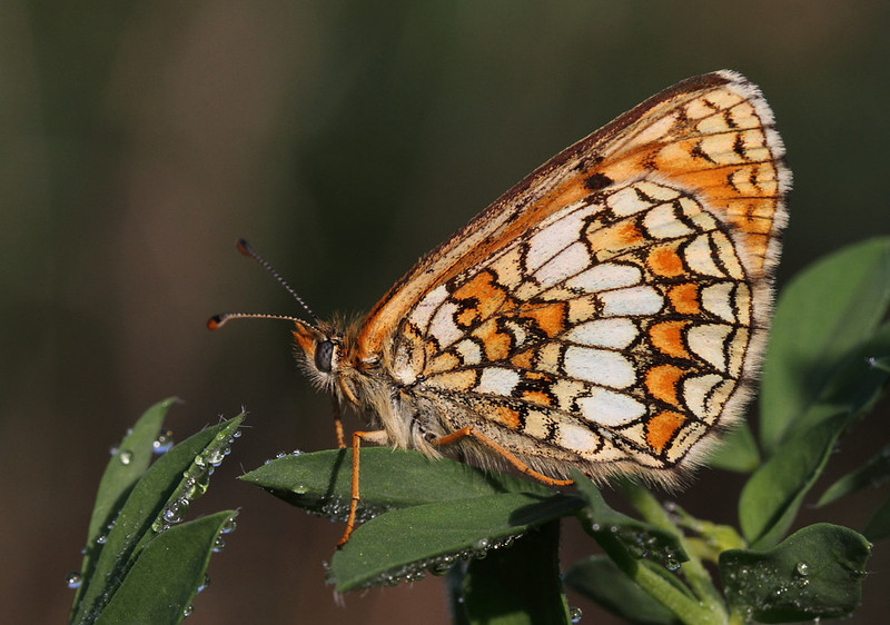 Knapweed Fritillary