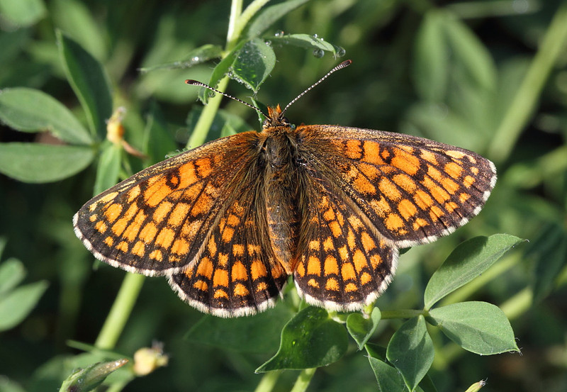 Meadow Fritillary