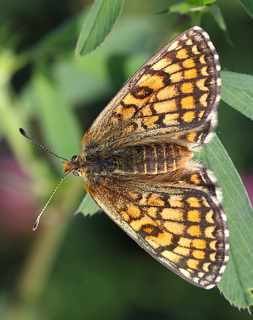 Meadow Fritillary