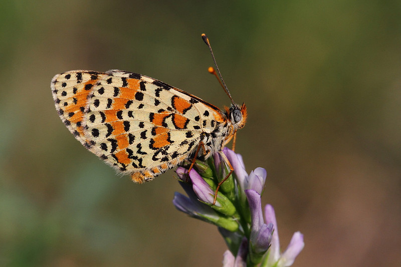 Spotted Fritillary