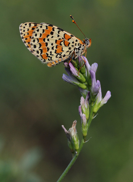 Spotted Fritillary