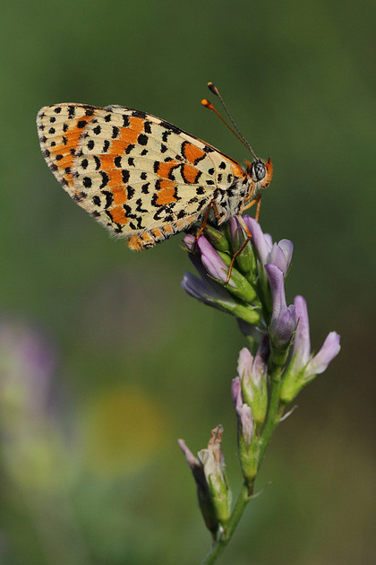 Spotted Fritillary