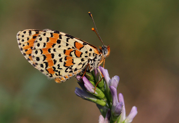 Spotted Fritillary