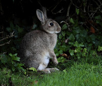 Rabbit