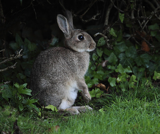 Rabbit