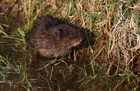 Water Vole