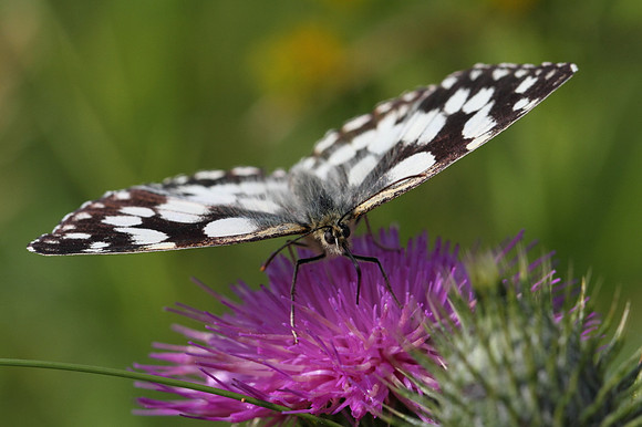 Marbled White