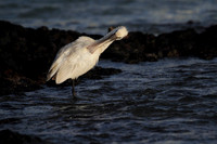 Spoonbill preening