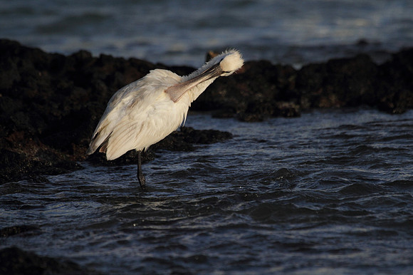 Spoonbill preening