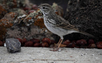 Berthelot's Pipit