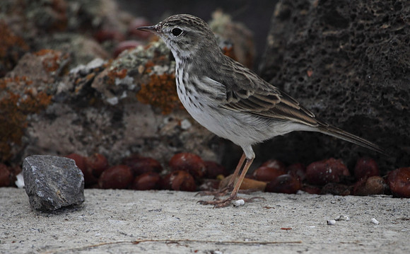 Berthelot's Pipit