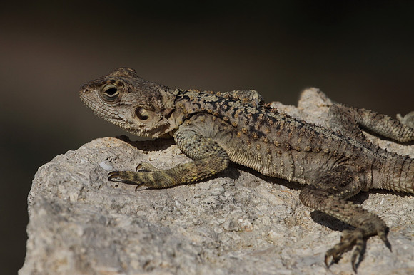 Agama Lizard
