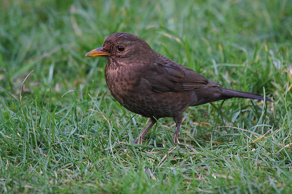Female Blackbird