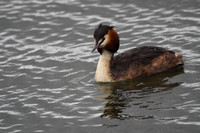 Great Crested Grebe
