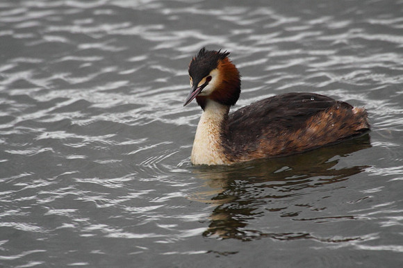Great Crested Grebe