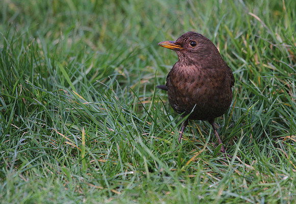 Female Blackbird