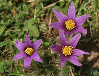 Pasque Flowers