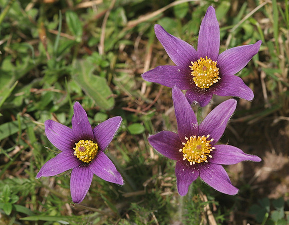 Pasque Flowers