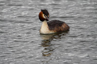 Great Crested Grebe
