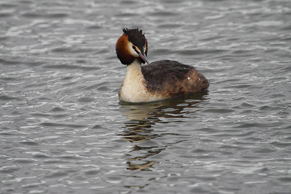 Great Crested Grebe