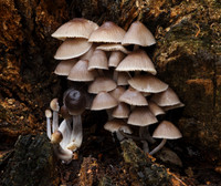 Mycena Inclinata