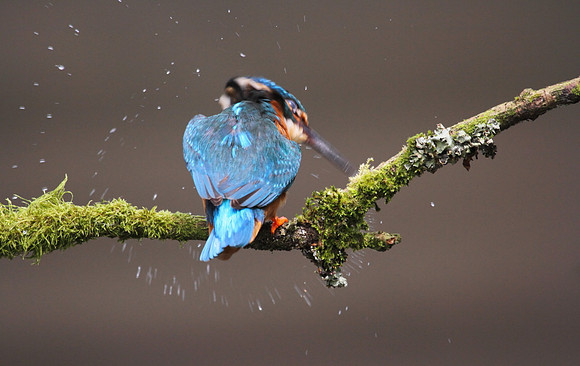 Kingfisher shaking dry