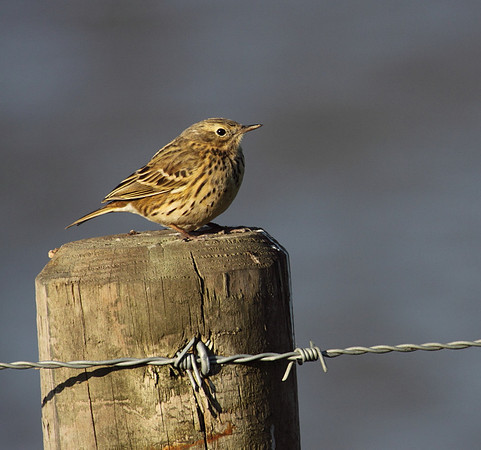 Meadow Pipt