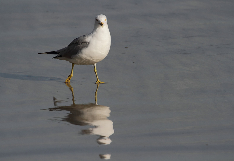 Ring Billed Gull