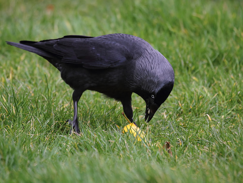Jackdaw