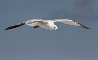 Ring Billed Gull