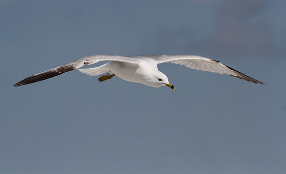 Ring Billed Gull