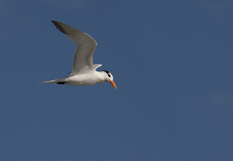Royal Tern