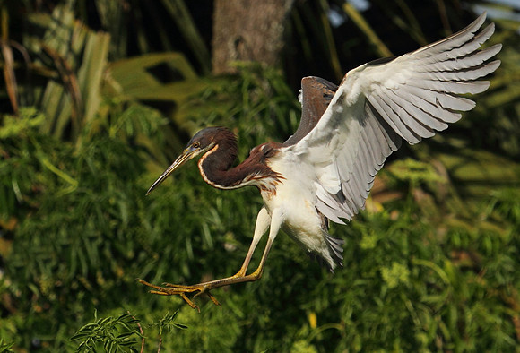 Tri-Colored Heron coming into land