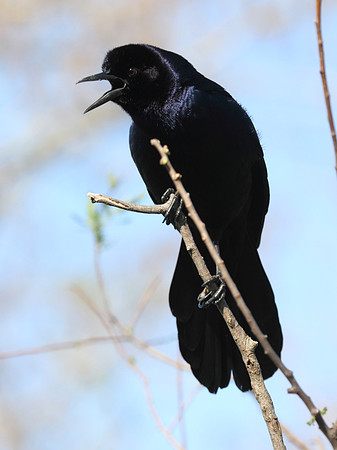 Boat Tailed Grackle