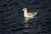 Black Headed  Gull