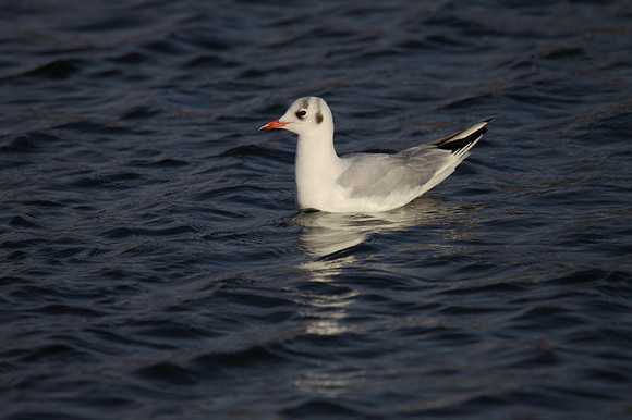 Black Headed  Gull
