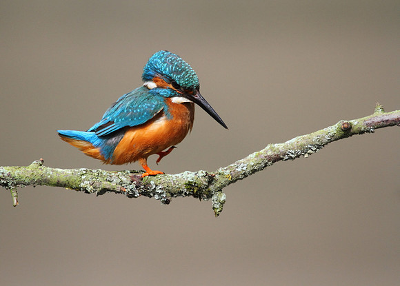 Kingfisher