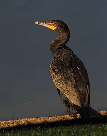 Double Crested Cormorant