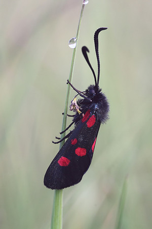 Five Spotted Burnet Moth
