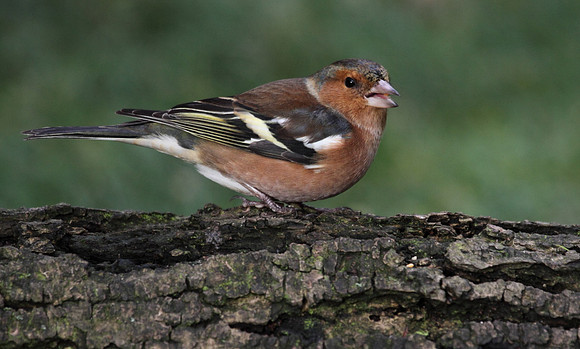 Male Chaffinch
