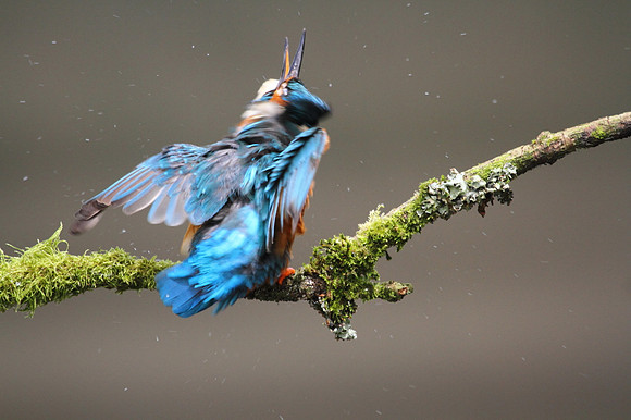 Kingfisher shaking dry