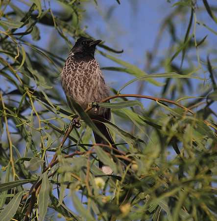 Red Vented Bulbul
