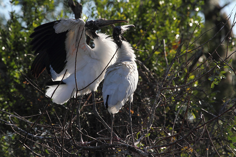 Wood Stork